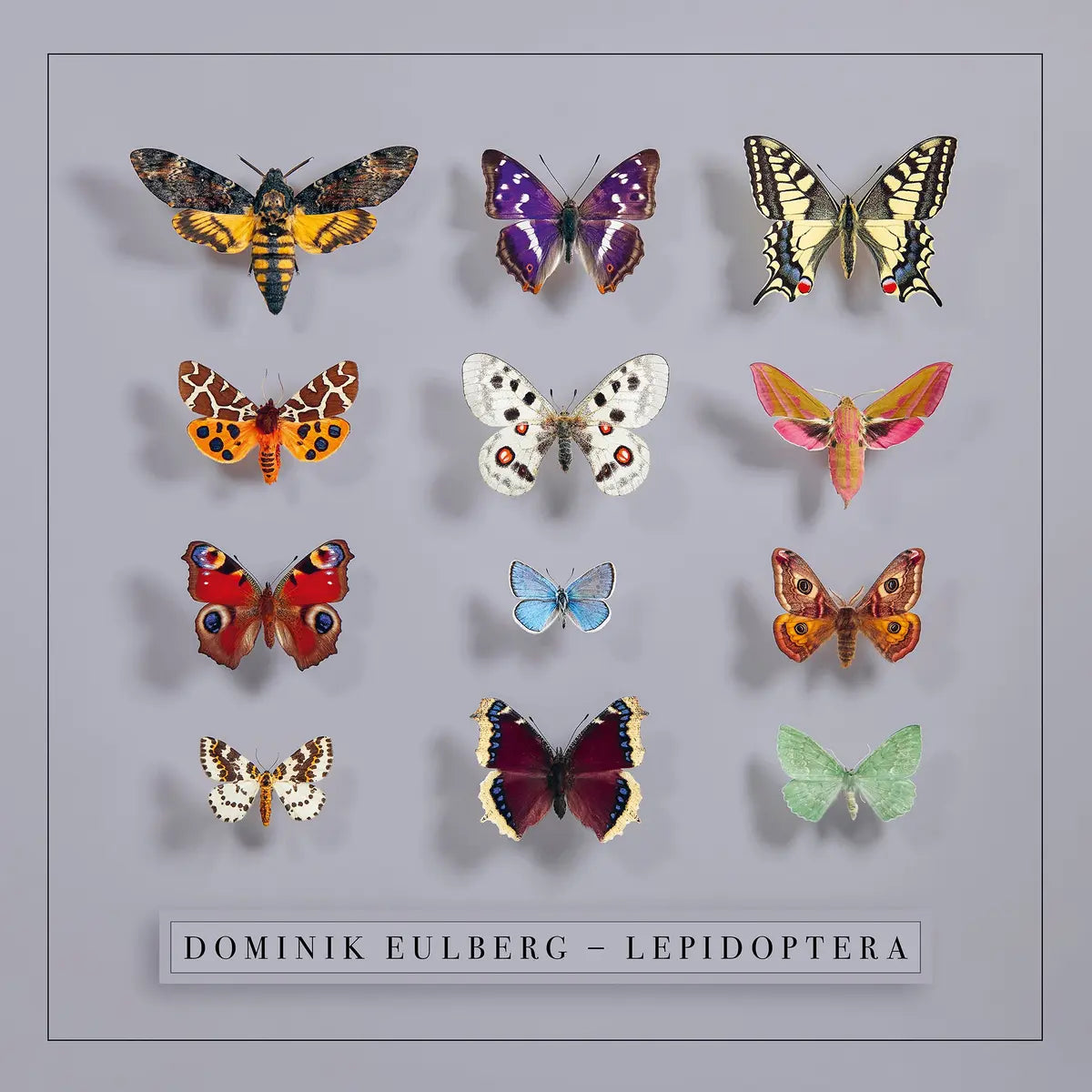 Dominik Eulberg - Lepidoptera