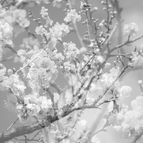 Masabumi Kikuchi - Hanamichi: The Final Studio Recording, Vol. II [Clear Vinyl]