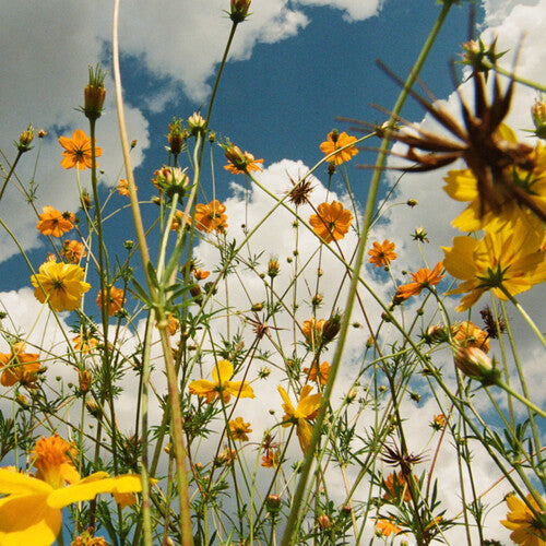 Tasha - You Are Spring! [Yellow Wildflower Vinyl]