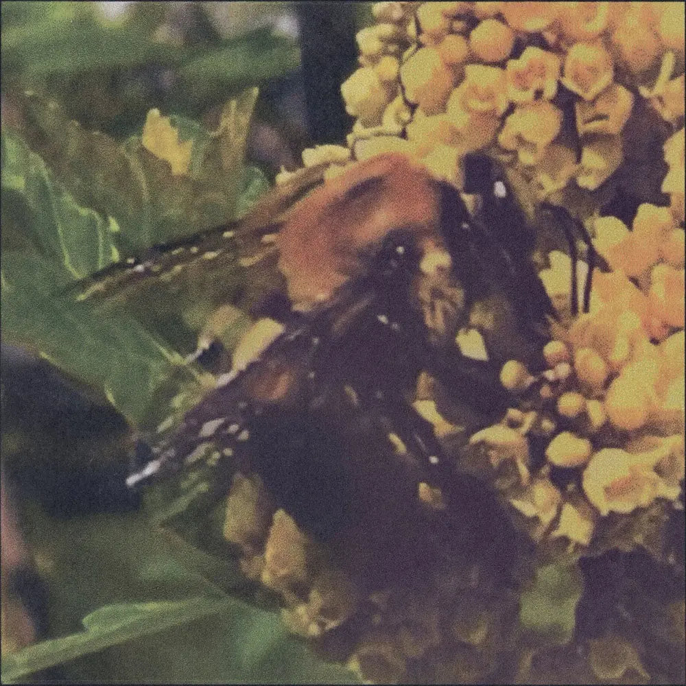 Broncho - Natural Pleasure [Green Vinyl]