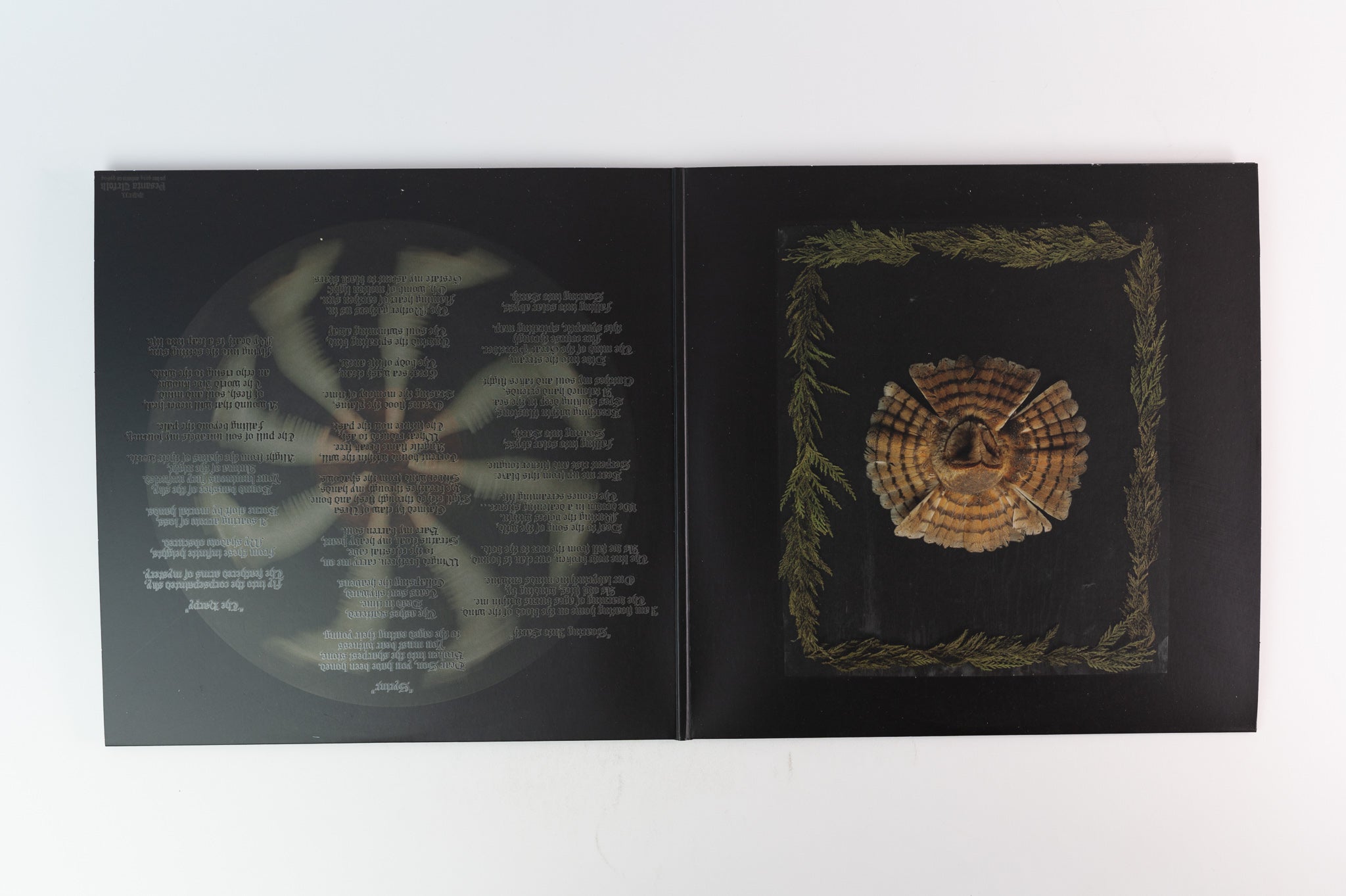 Fauna - Avifauna on Pesanta